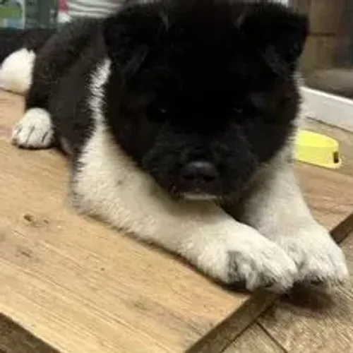 Akita Inu,Akita Inu Filhote Disponível Alta Qualidade