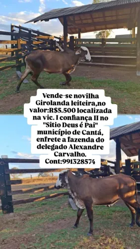 Vende-se novilha Girolanda leiteira 