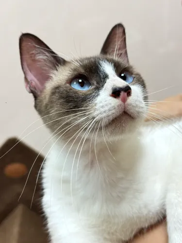 Gato pra adoção (castrado)