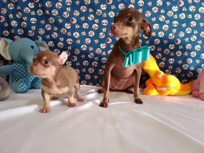 Pinscher fêmea Pequeninos e saudáveis 