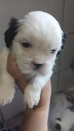 Cachorro 