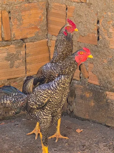 Frangos carijo