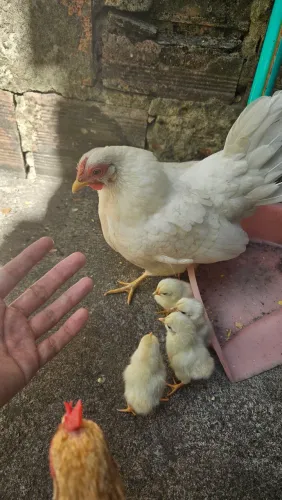 Galinha garnize com pintinhos