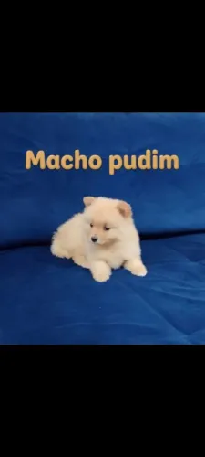 Raça SPTIZ