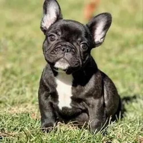 Bulldog Francês,Bulldog Francês Filhote Disponível Alta Qualidade