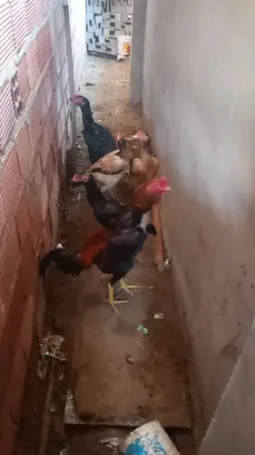 Vende-se galinha
