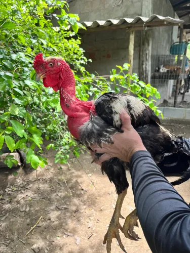 Galo polaco caipira 