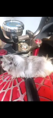 Porquinho da Índia