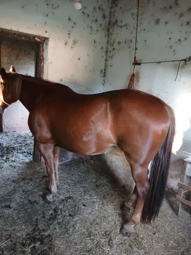 Vendo egua quarto de milha