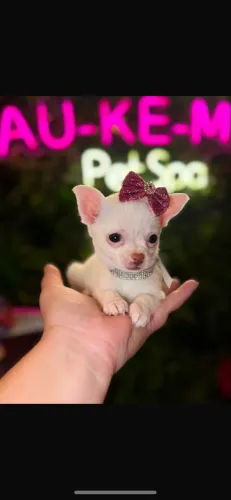 Chihuahua! Luxo