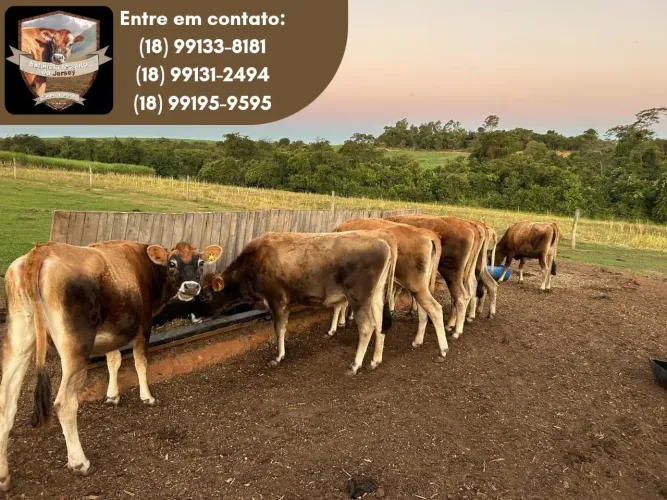 LOTE COMPLETO DE GADO JERSEY - ALTA GENÉTICA E PRODUTIVIDADE