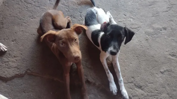 Doação 1 cachorro e 2 cachorras de 5 meses filhos de labrador misturado com vira a lata.