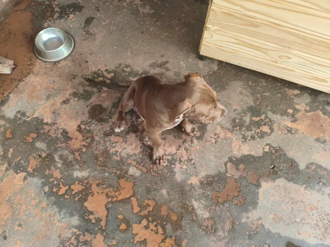 Vende-se filhote de Pit Monster