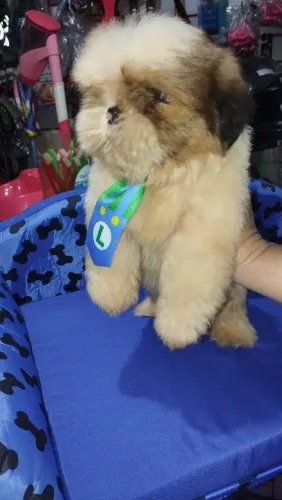 Shitzu macho 