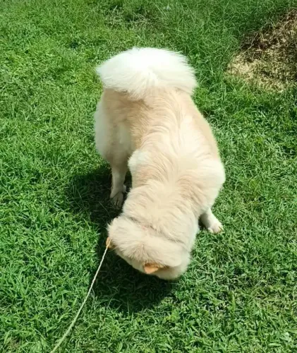 Procuro namorado Chow Chow