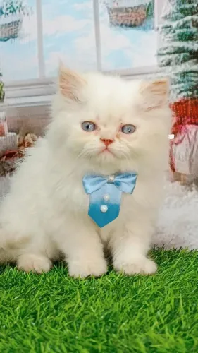 Gato Persa filhote saudável e com garantia