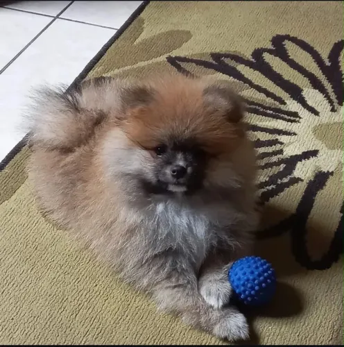 DOAÇÃO!!! Chama no wpp *