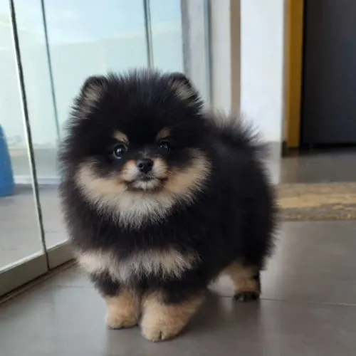 Lulu da Pomerânia com pedigree em 10x sem juros