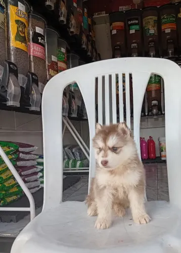 Husky siberiano fêmea mini
