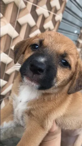cachorro filhote doacao
