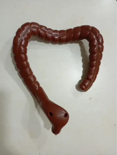 Esqueleto Salvat editora abril Intestino grosso 