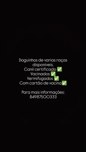 Cachorros disponíveis