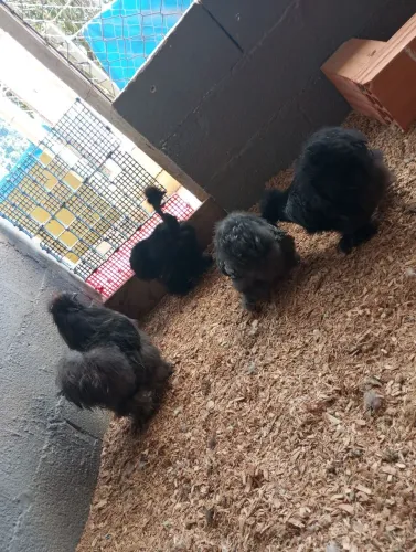 Ovos Férteis(galados) Baia galo e galinhas pretas