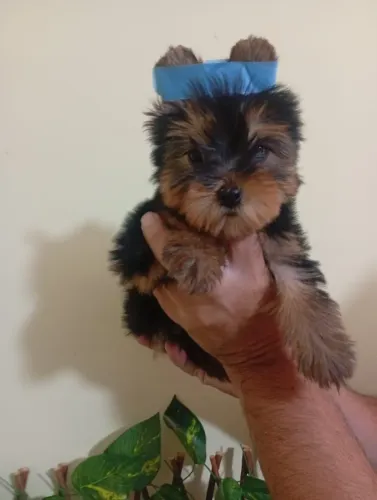 Yorkshire Terrier Muito Carinhoso