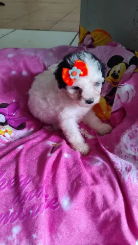 Filhotes de poodle