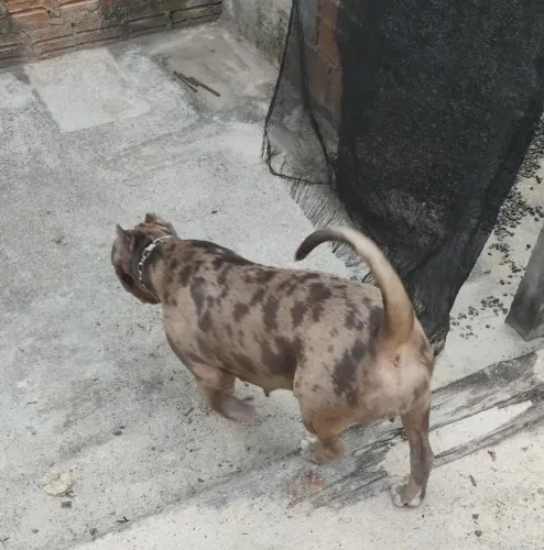 Cadela pitmonster 