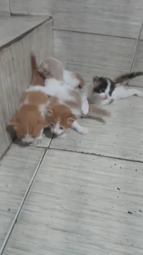Lindos filhotinhos de gatinhos ? ? ? para adoção