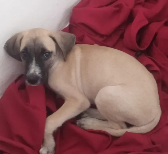 Doando cachorrinho