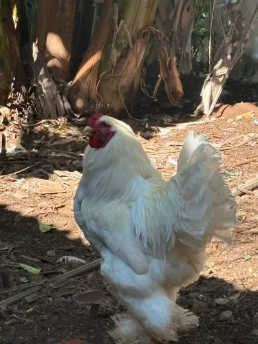 Galinhas Brahma