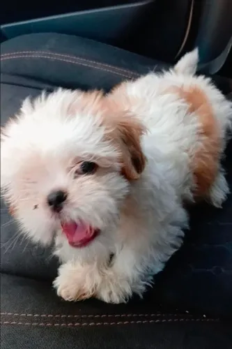 Vendo Mini Shih-tzu Linhagem Fígado