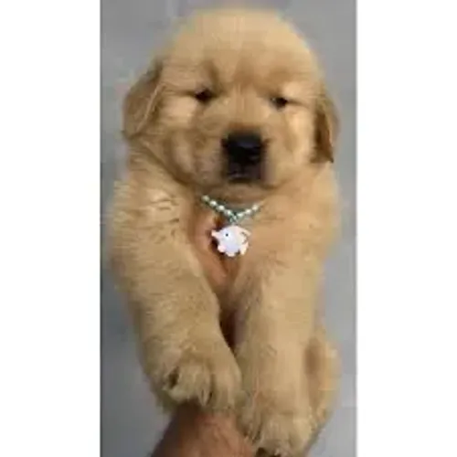 Golden pelos brilhantes 