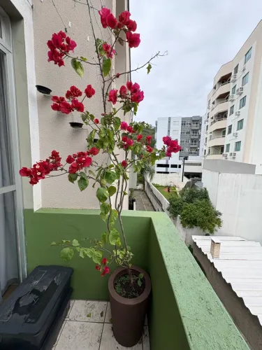 Vaso em polietileno + árvore Bougainvillea