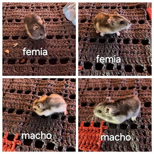 Ramister anão femia e macho 20,00 cada um