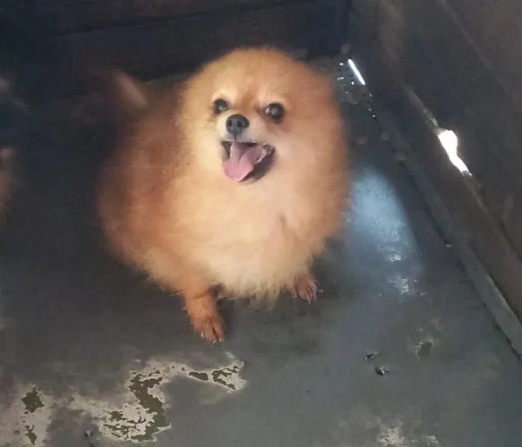 Spitz alemão (lulu fêmea)