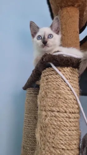 ? À procura de um lar cheio de amor! ?