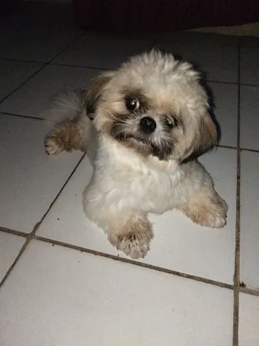 Lindo filhote de shih Tzu