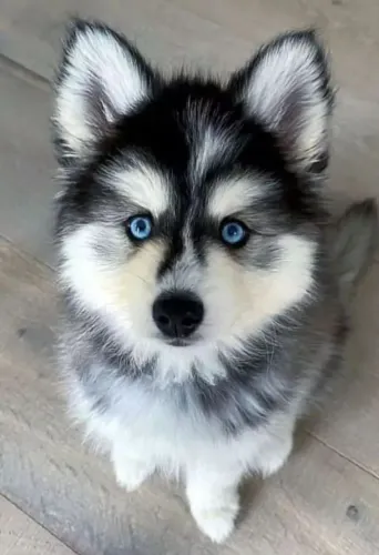 Husky siberiano com PEDIGREE ALKC registrado vacinados e vermífugados