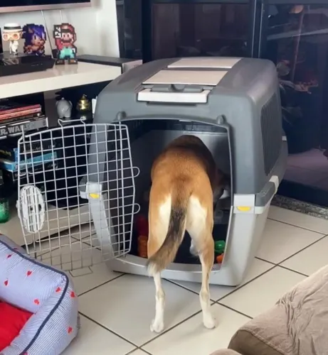 Caixa de Transporte Pet até 25kg
