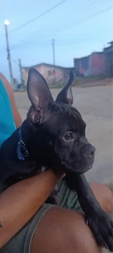 Vende-se cachorro buldogue francês