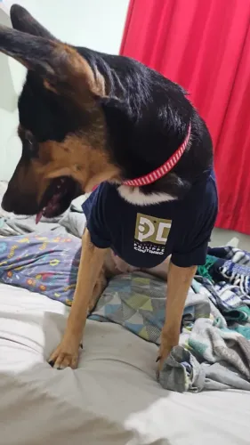 Cachorro 