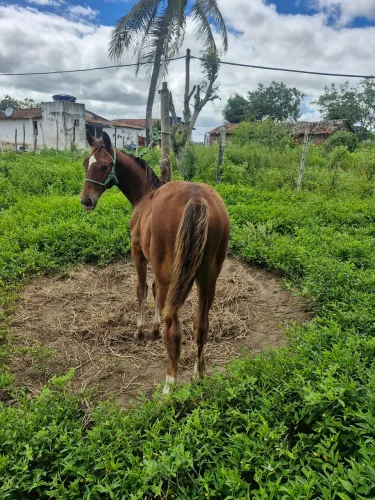 Cavalo