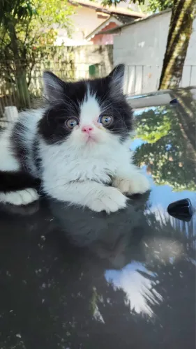 Gato persa lindo imperdível 