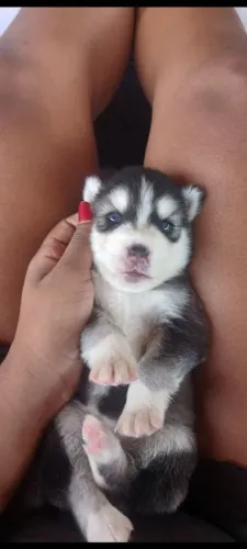 Vendo filhotes de husky siberiano