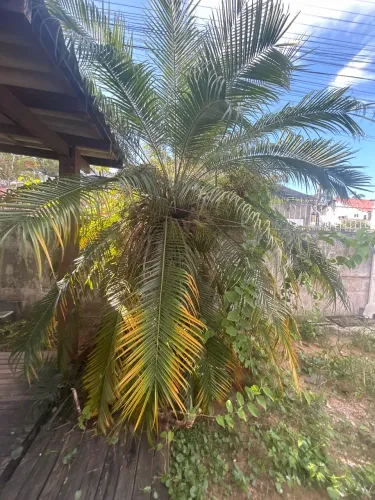 Coqueiro Ornamental 