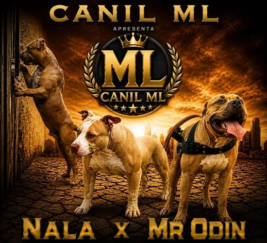 Cachorro 