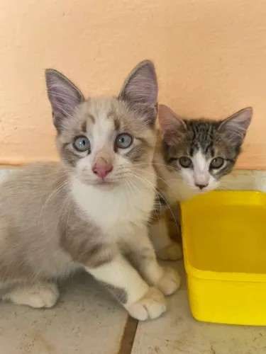 Doação de gatinhos machos e fêmeas